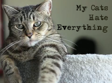 cats_hate_everything_banner